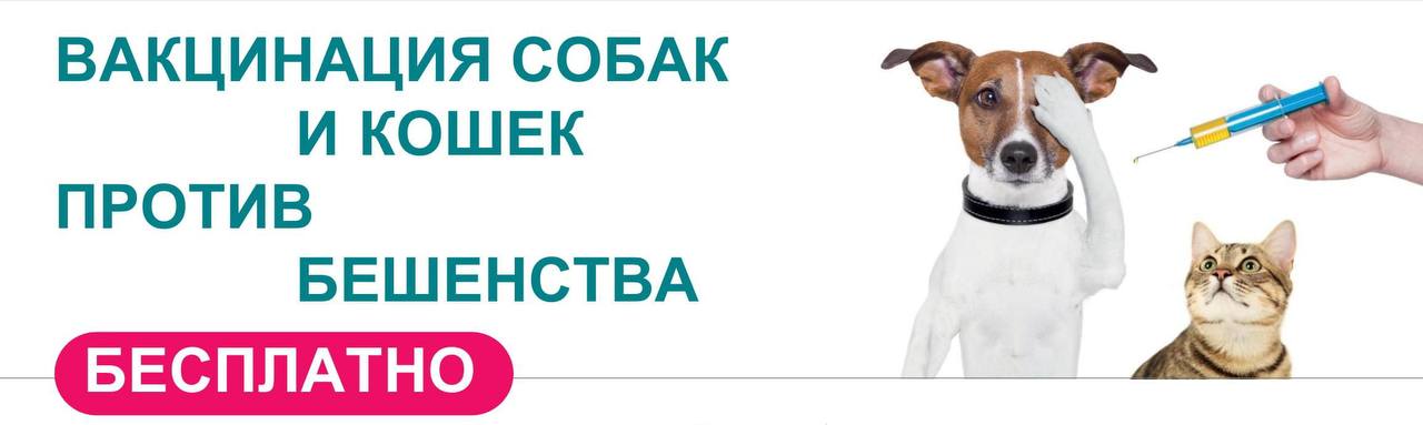 Ветеринарными специалистами ГБУ «Володарская межрайонная государственная ветеринарная больница» с апреля по июнь 2025 года будет проводится плановая вакцинация домашних собак и кошек против бешенства. .