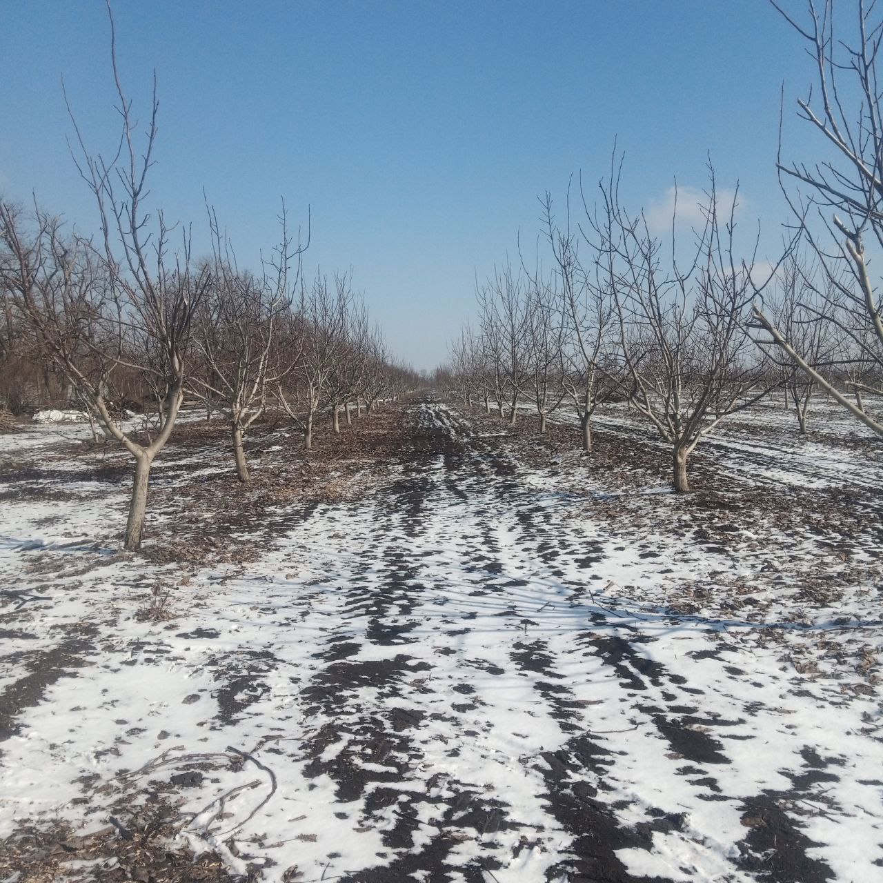 Орехово-миндальный сад готовится к новому сезону.